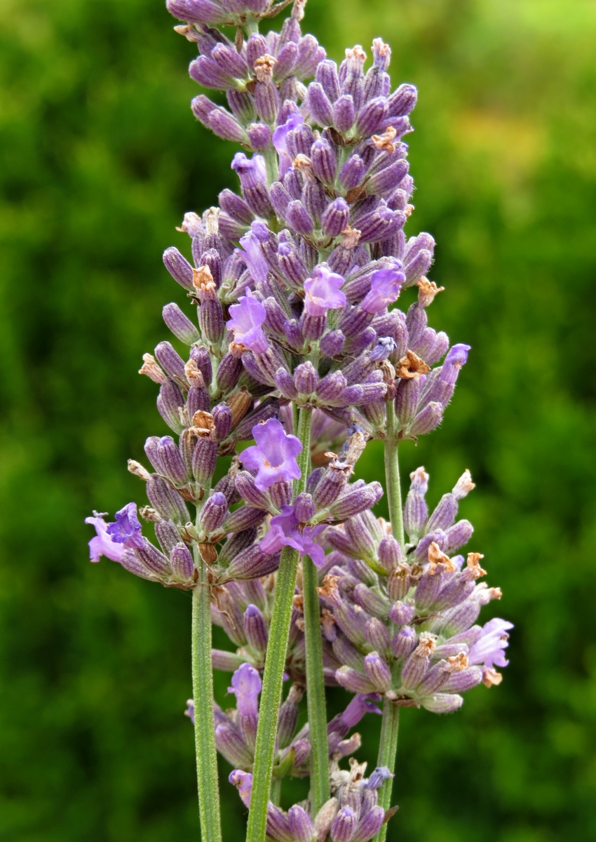 Lavandula Hidcote Giant - Lavender Plant